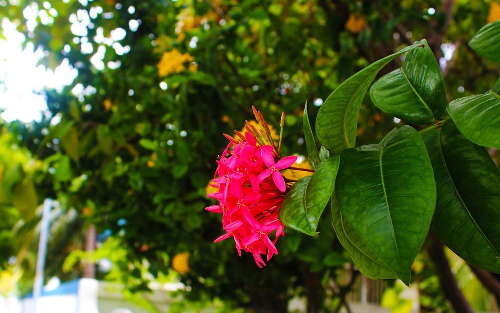 Hotel La Due Thulusdhoo Exterior foto